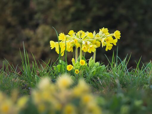 alandsmann-cowslips-7155467_1920.jpg